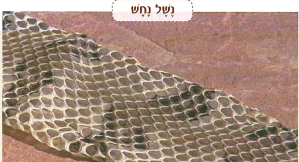 (בספר תמונה) 